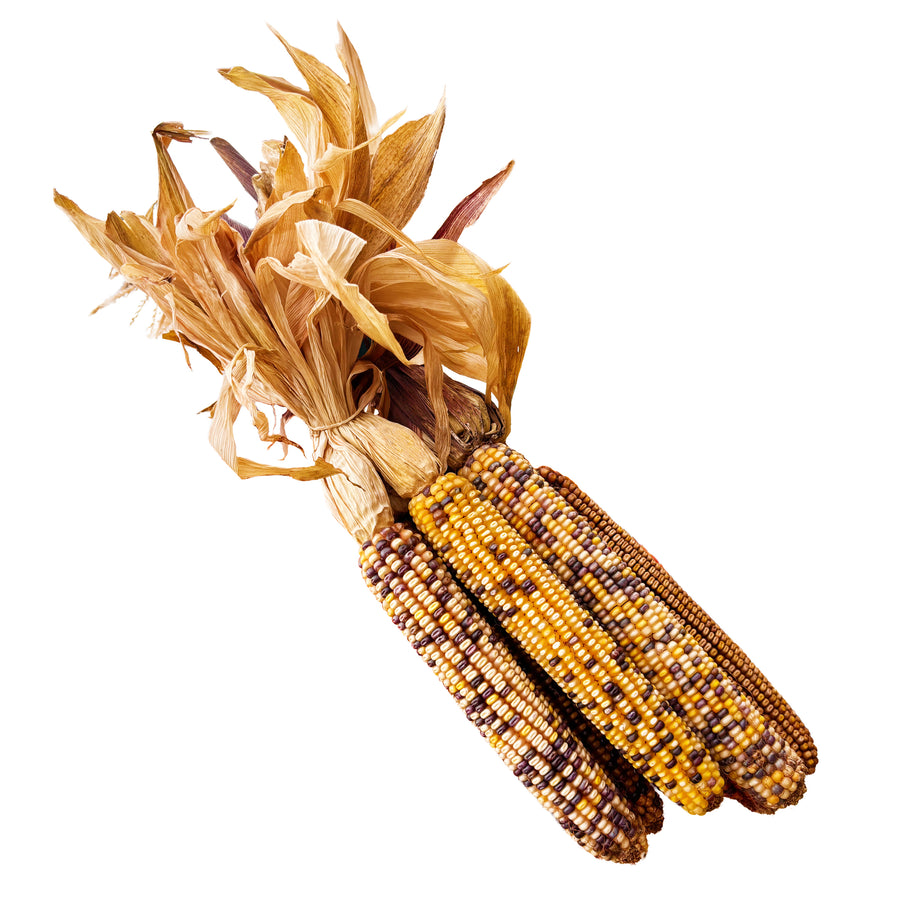 Indian Corn