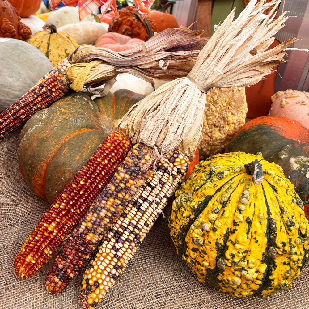 Indian Corn