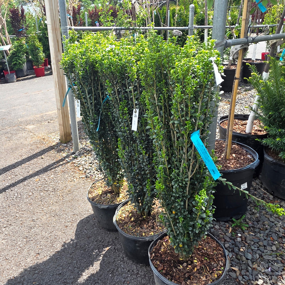 Sky Pencil Japanese Holly