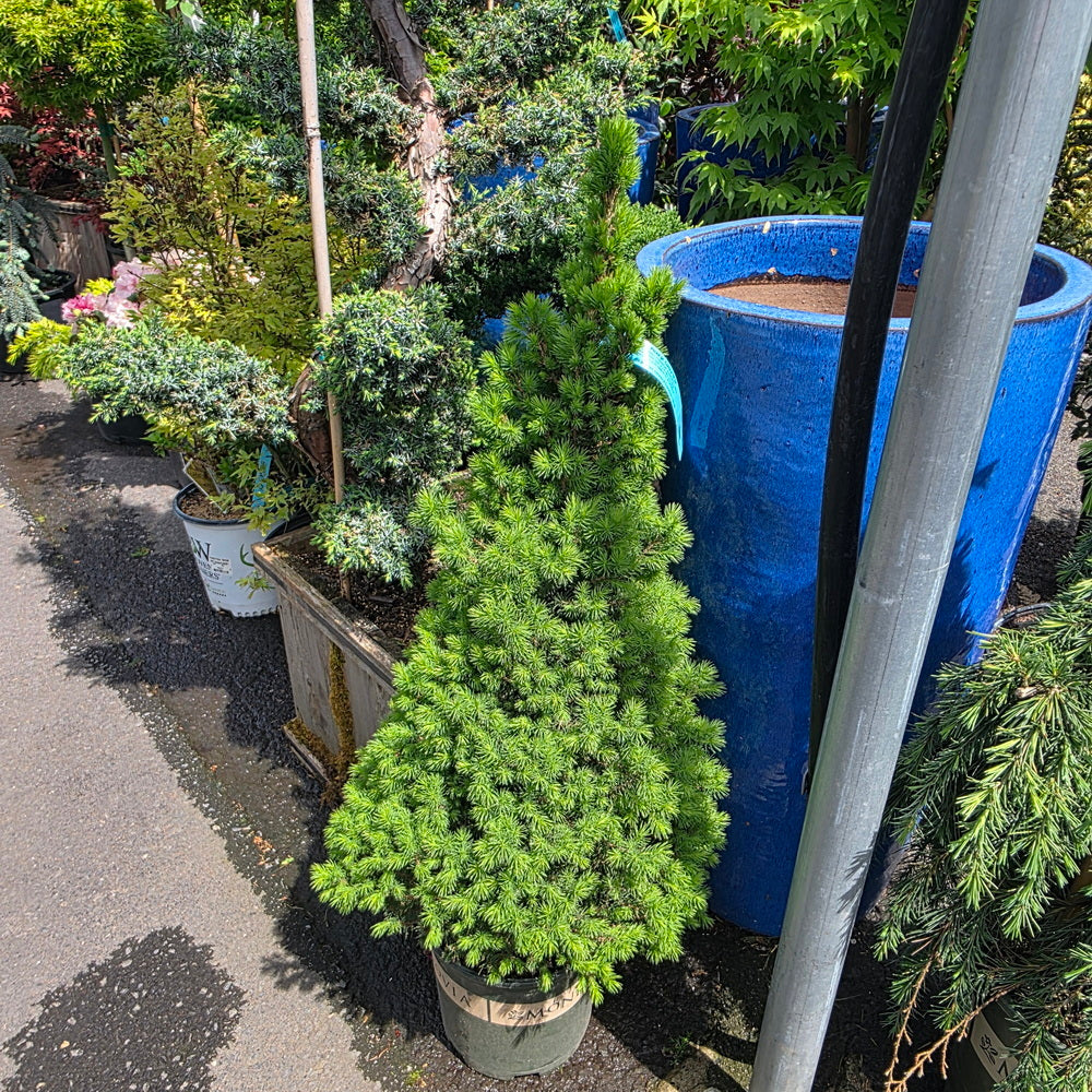 Dwarf Alberta Spruce 18-24"