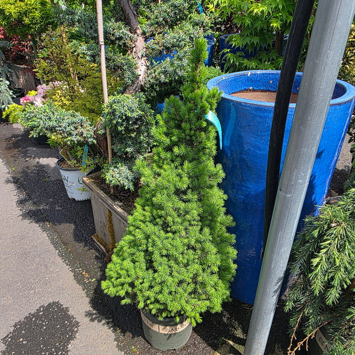 Dwarf Alberta Spruce 18-24"