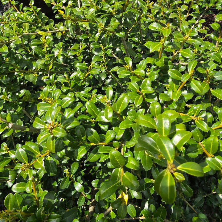 Green Luster Japanese Holly