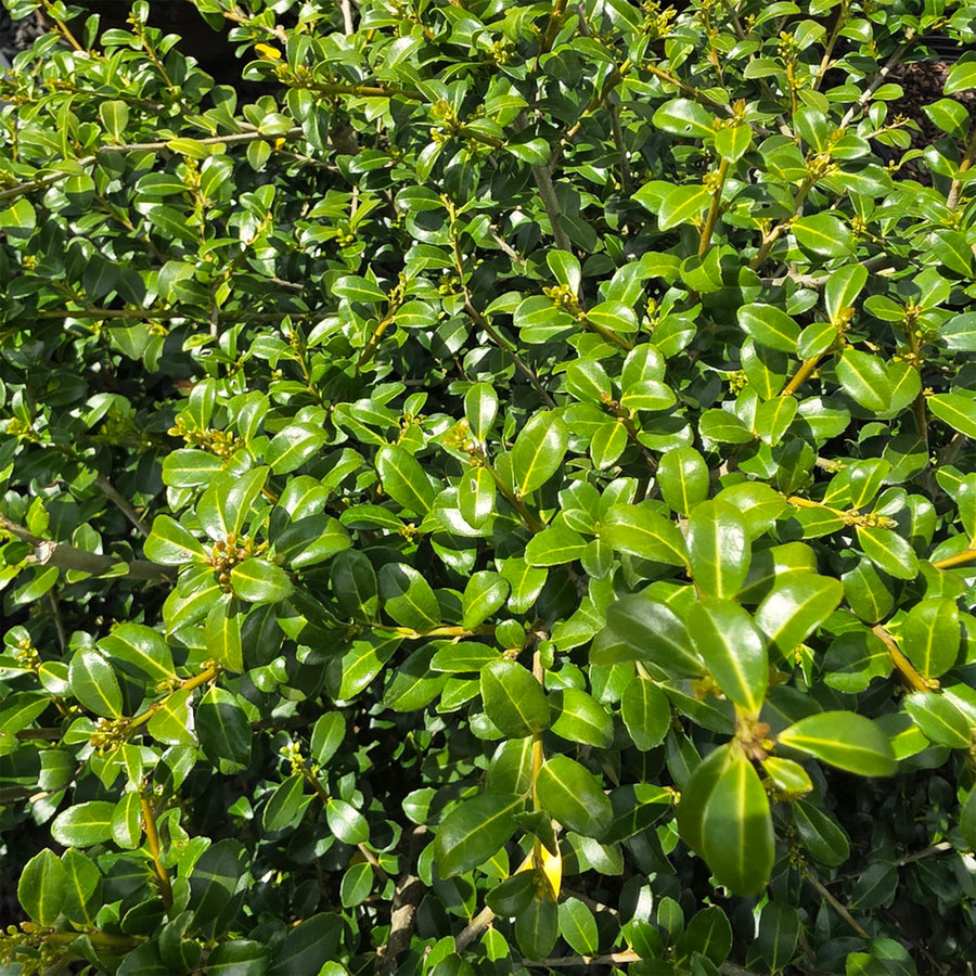 Green Luster Japanese Holly