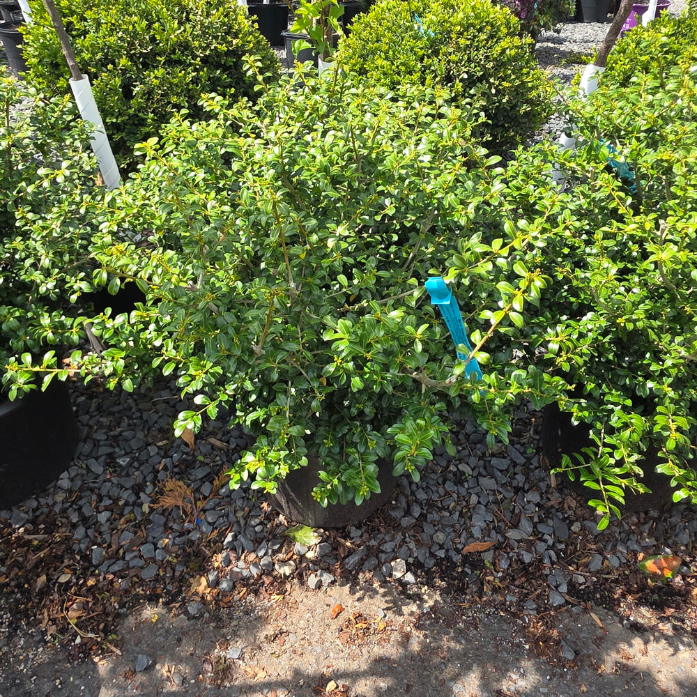 Green Luster Japanese Holly