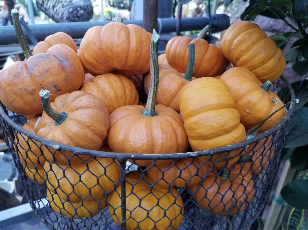 Pumpkins Galore