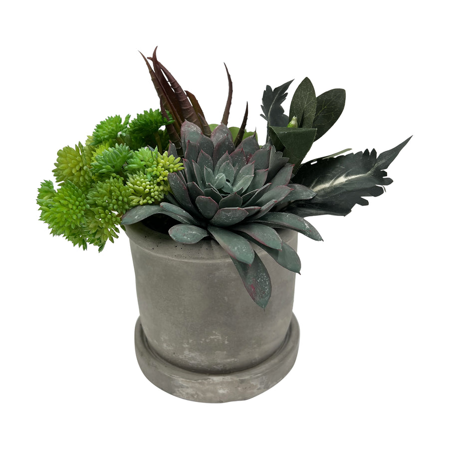 Assorted Succulents in Pot