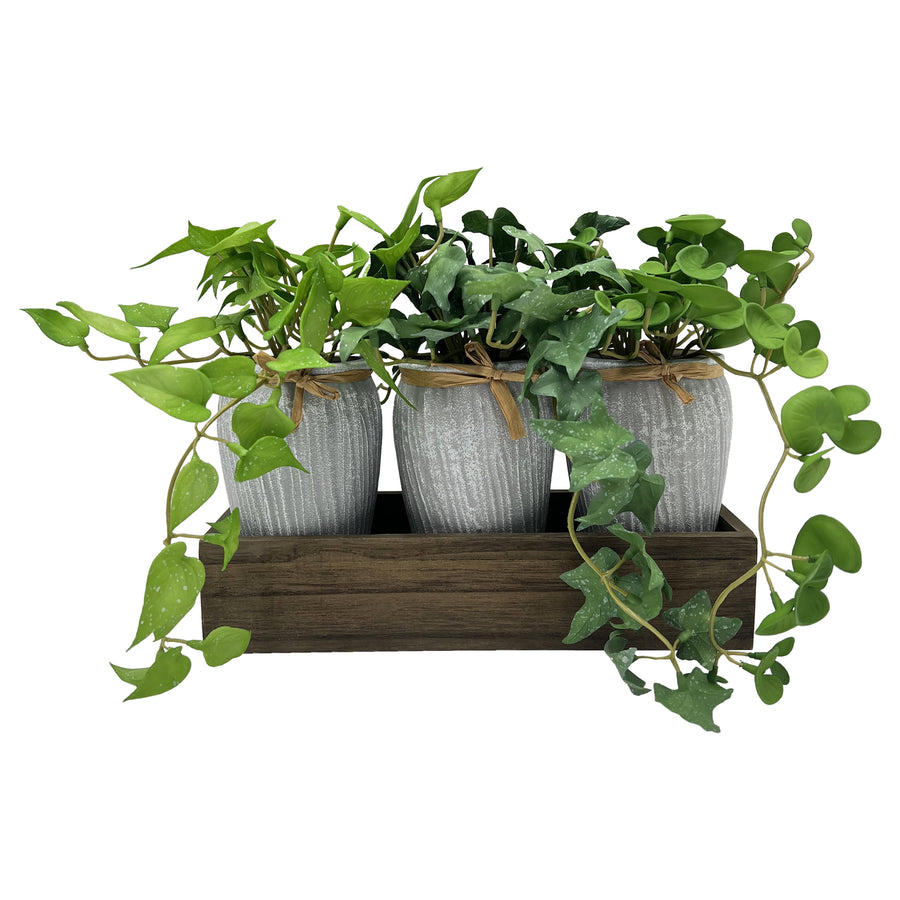 Potted Ferns in Wooden Tray