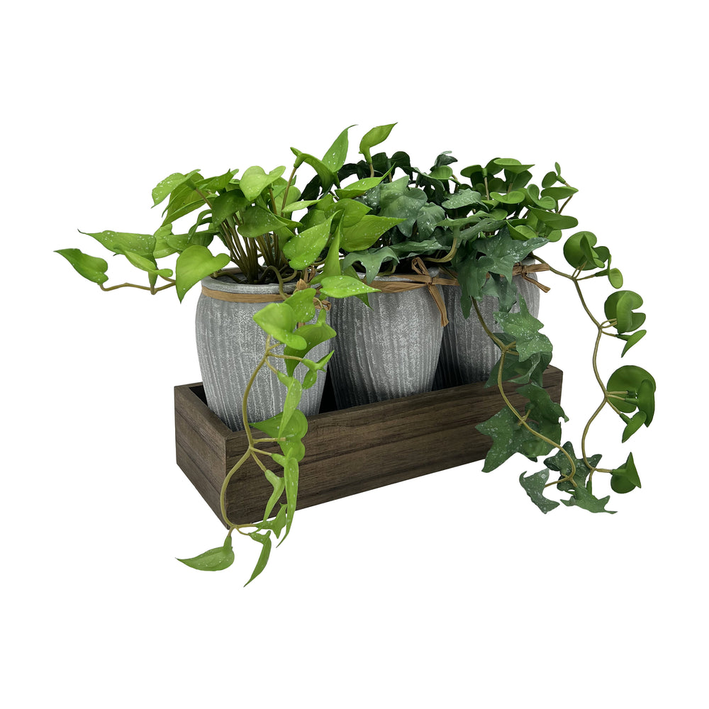 Potted Ferns in Wooden Tray
