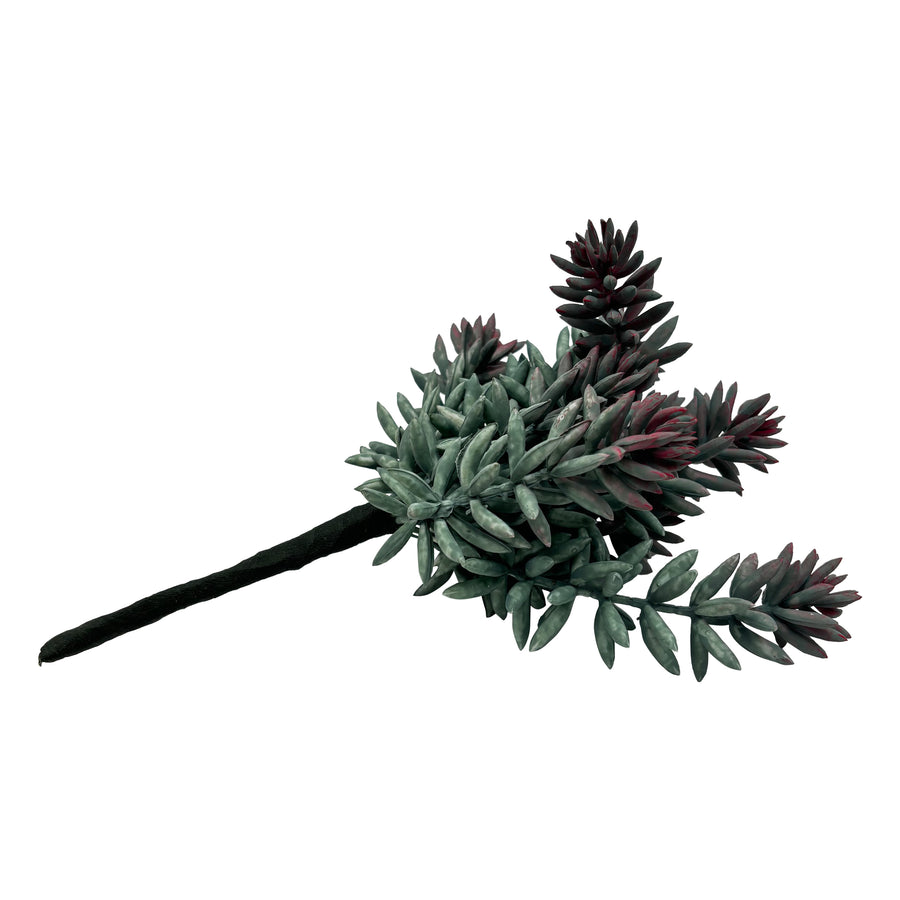 Succulent Stem