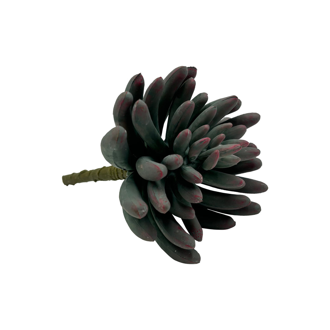 Succulent Stem
