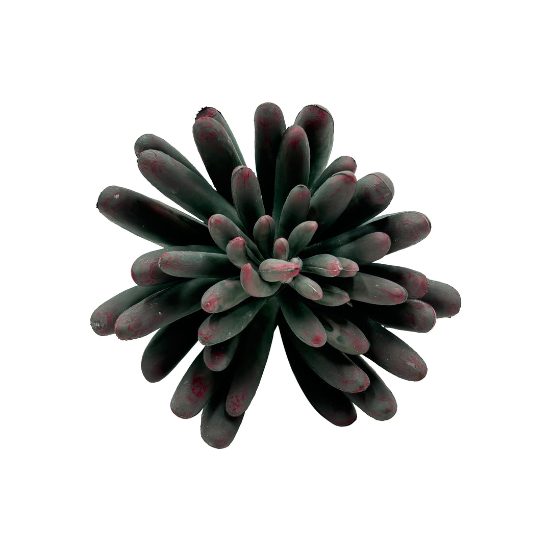 Succulent Stem