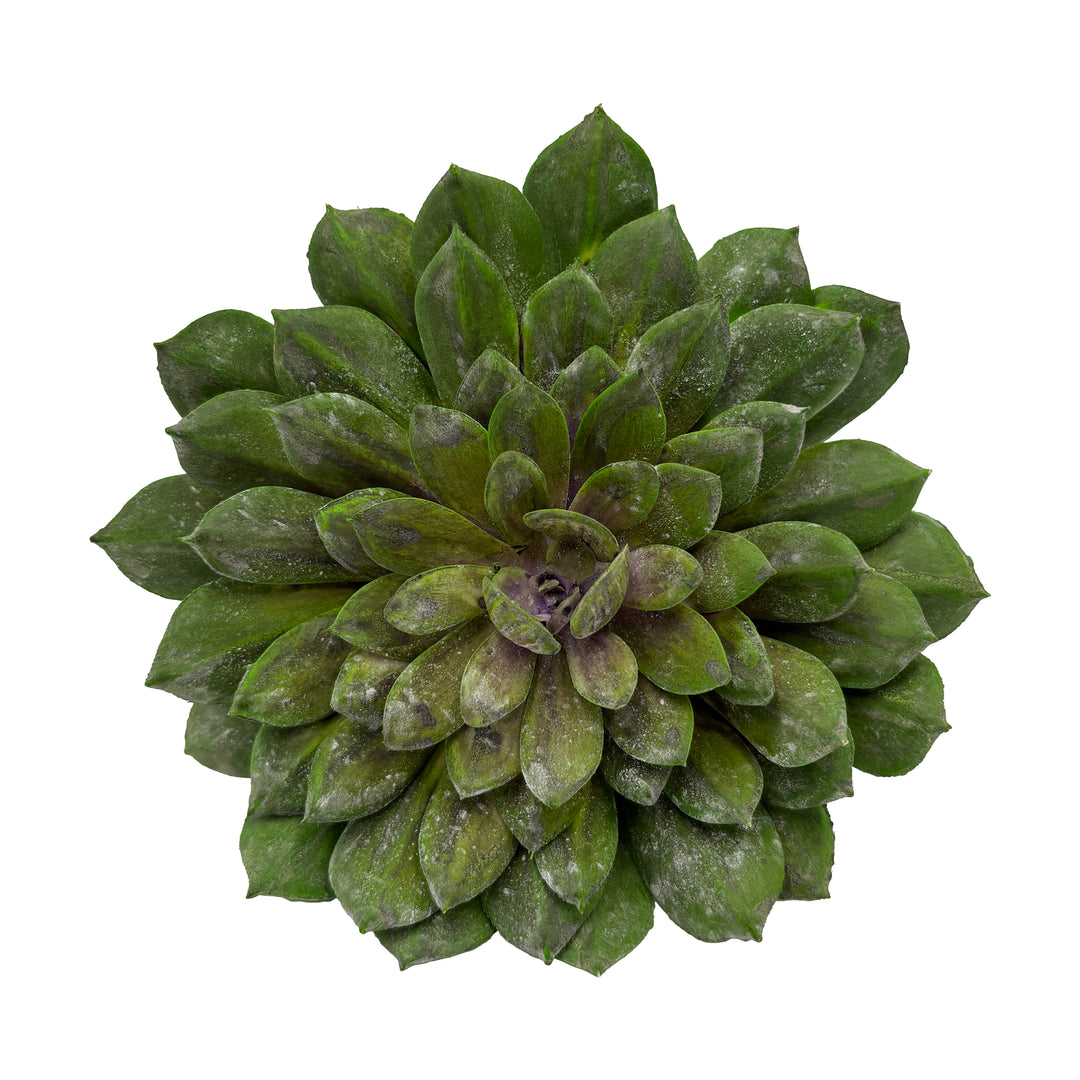 Succulent Stem