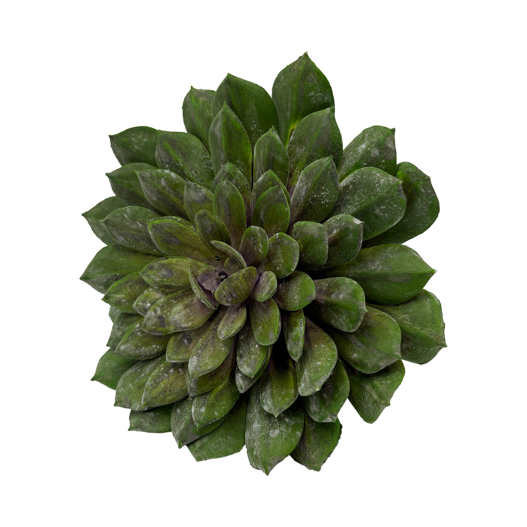 Succulent Stem