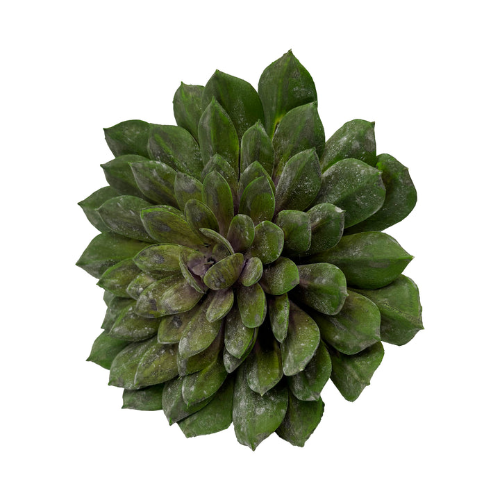 Succulent Stem