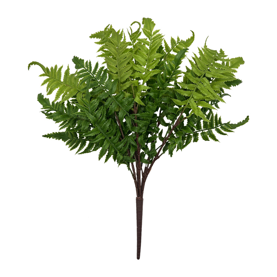 Soft Touch Boston Fern Bush
