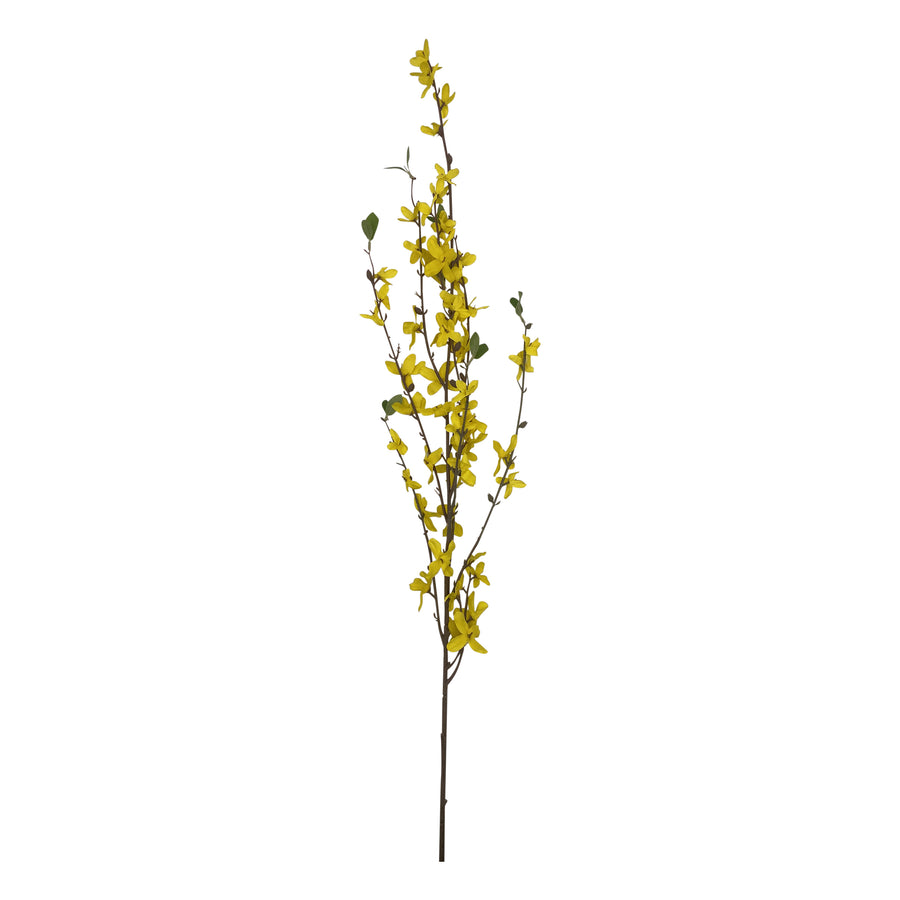 Forsythia Stem