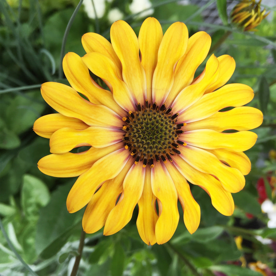 African Daisy