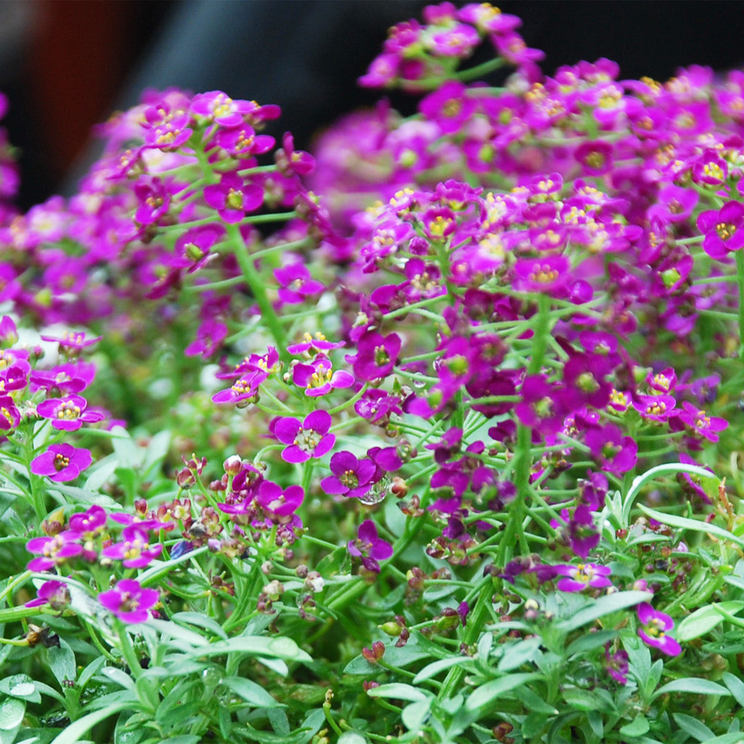 Sweet Alyssum