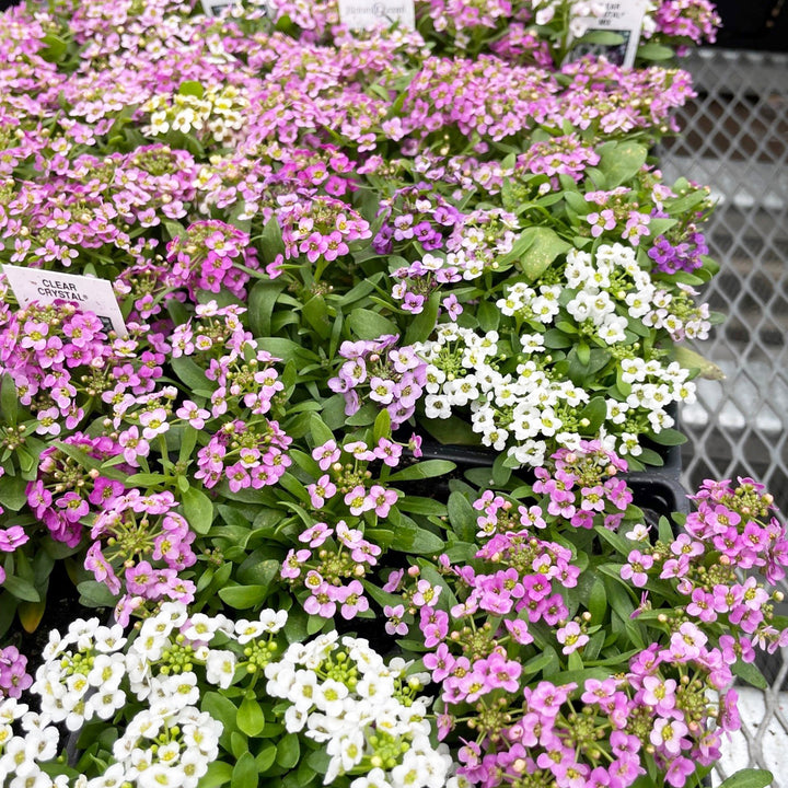 Sweet Alyssum