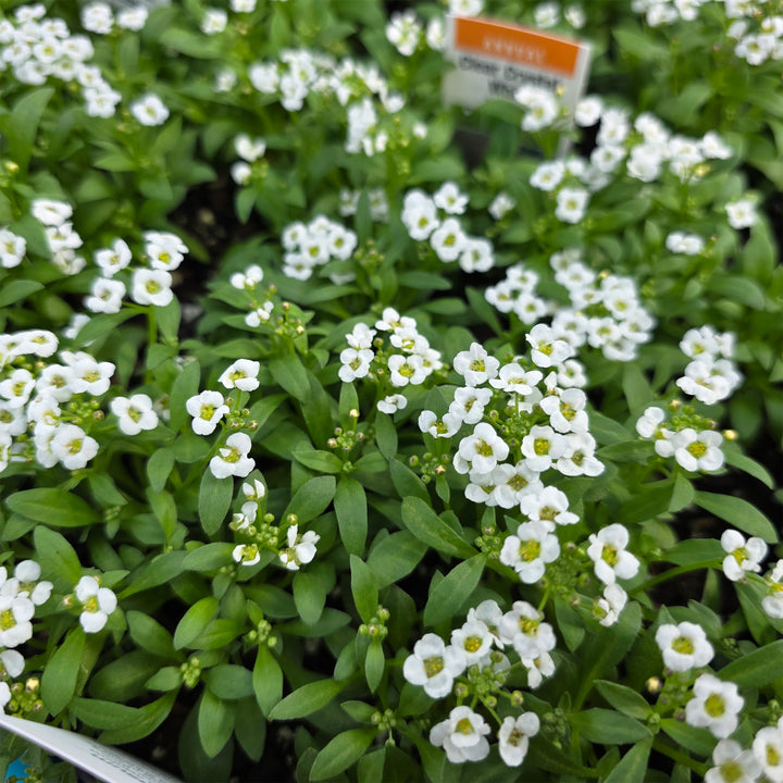 Sweet Alyssum