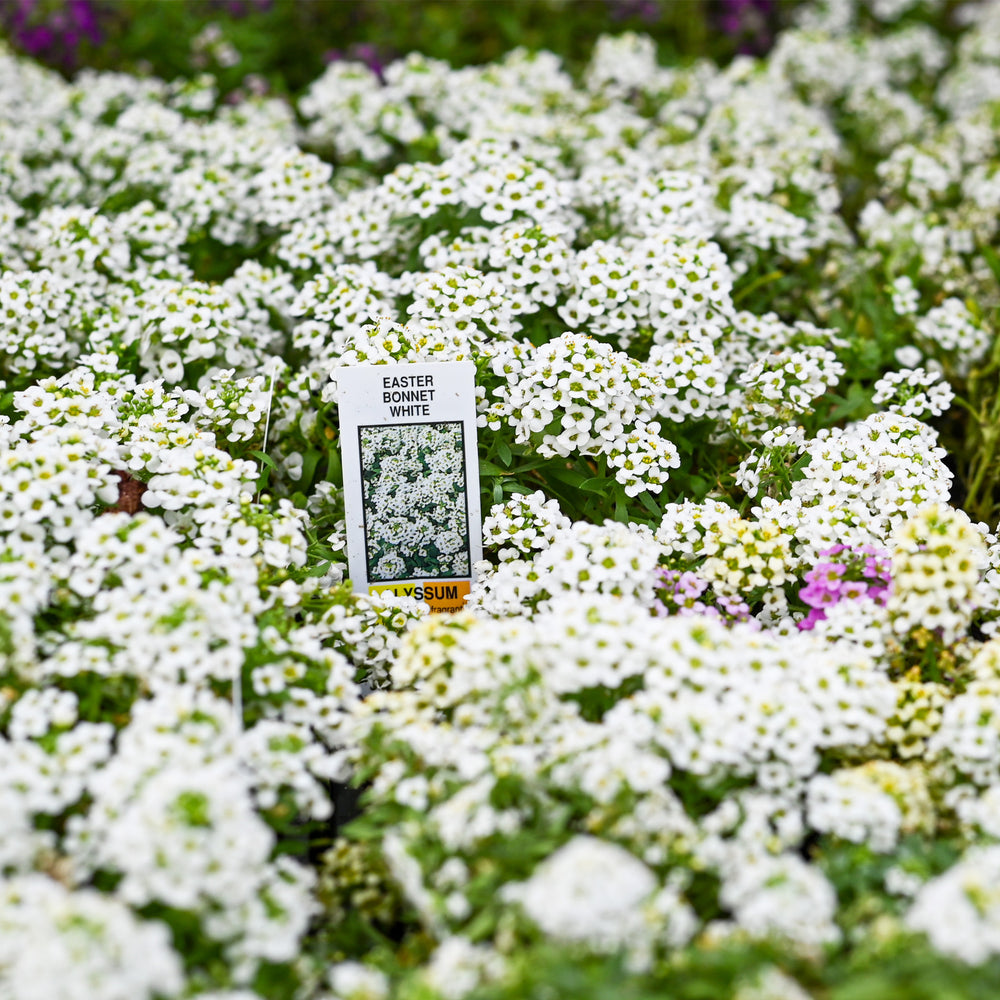Sweet Alyssum