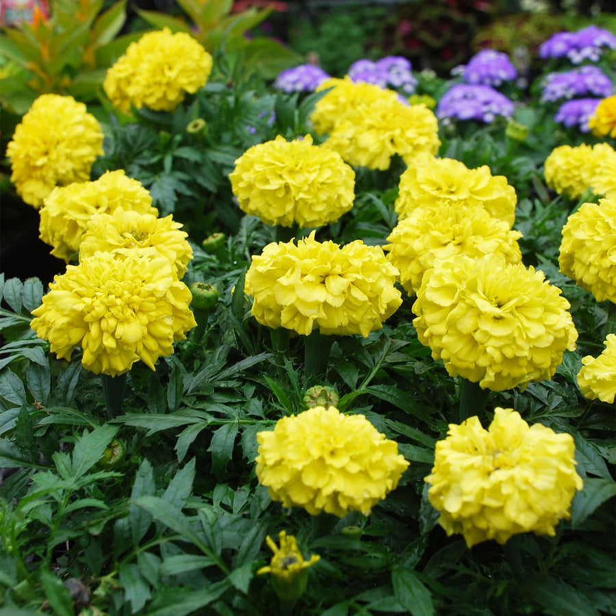 African Marigold