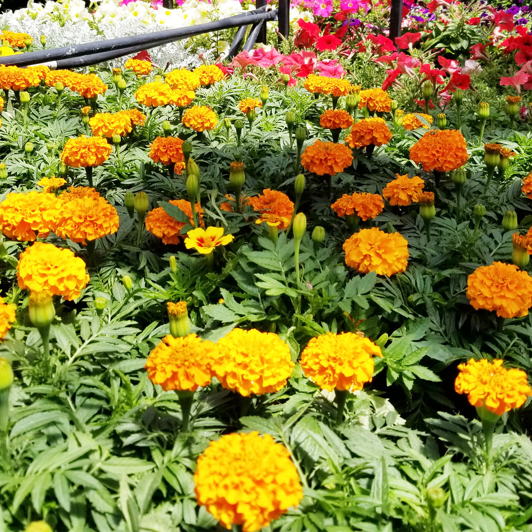 Marigold
