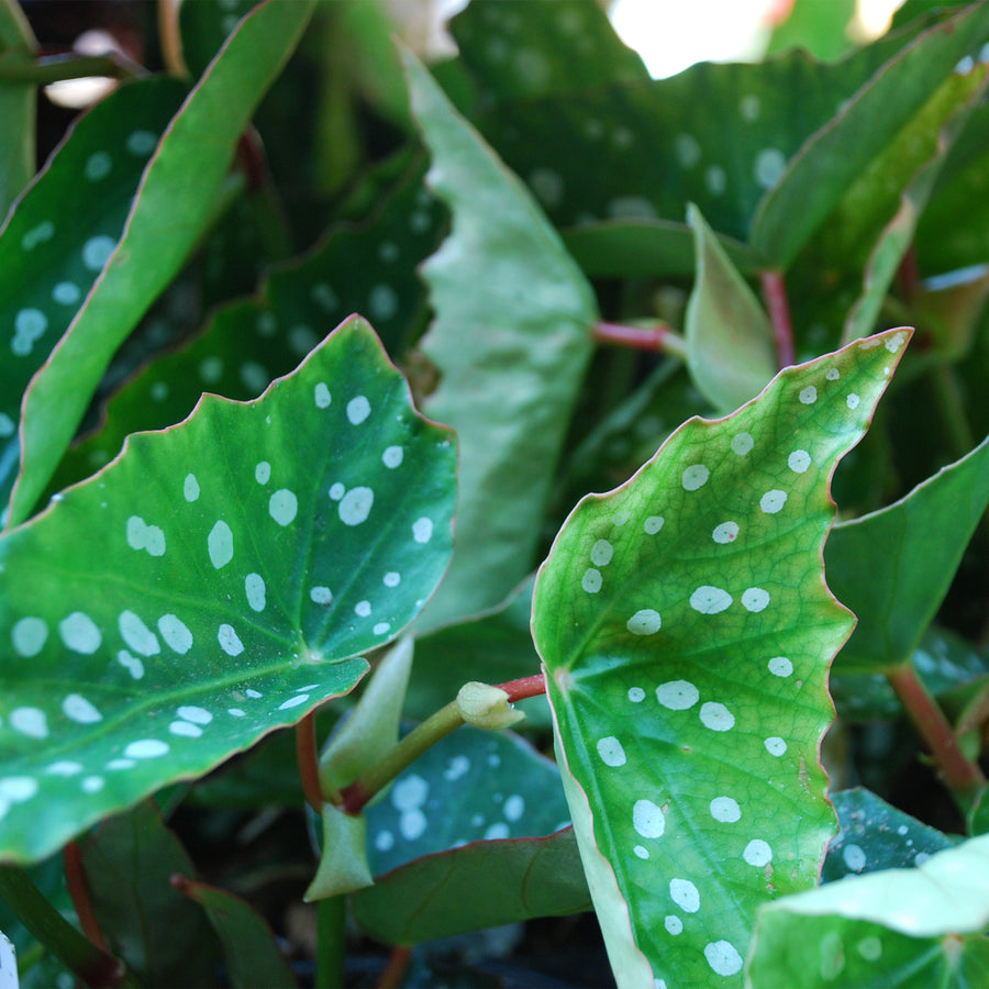Angel Wing Begonia
