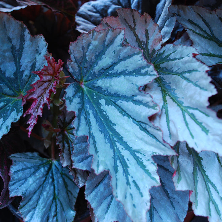 Angel Wing Begonia