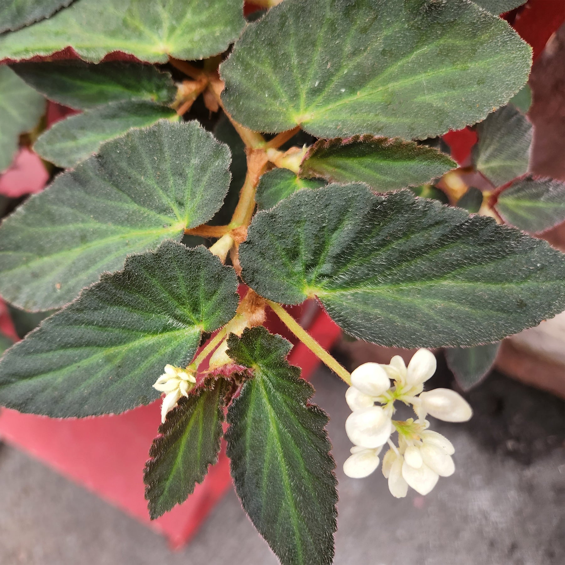 angel wing begonia house plants Angel Wing Begonia – Gasper Home & Garden