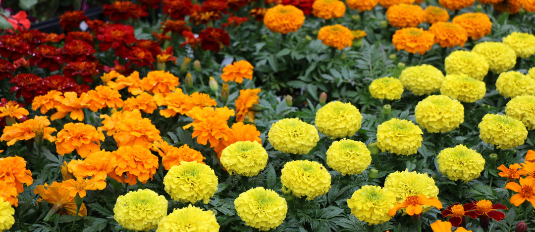 Marigold
