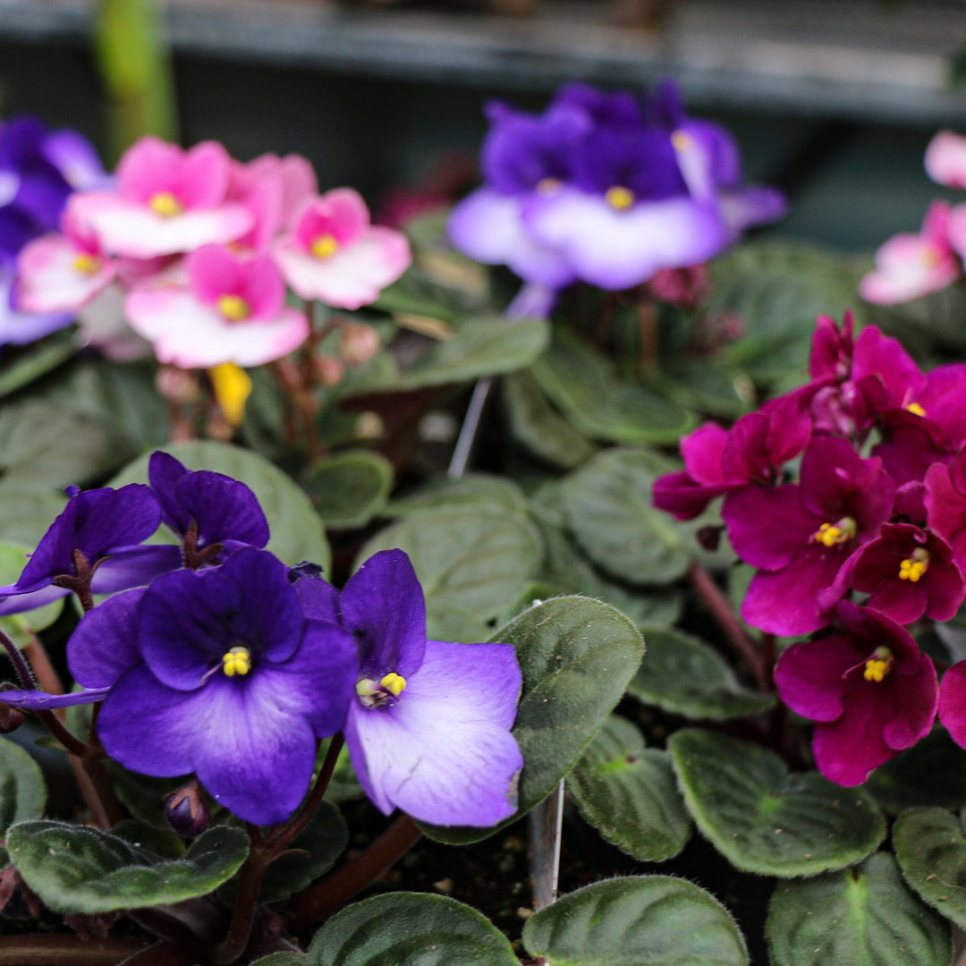 Valentine's Plants