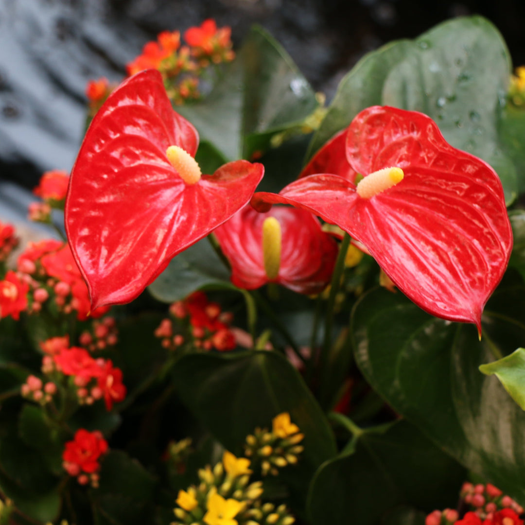 Valentine's Plants