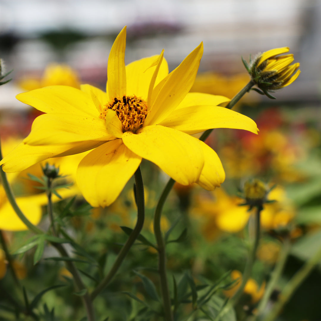 Bidens