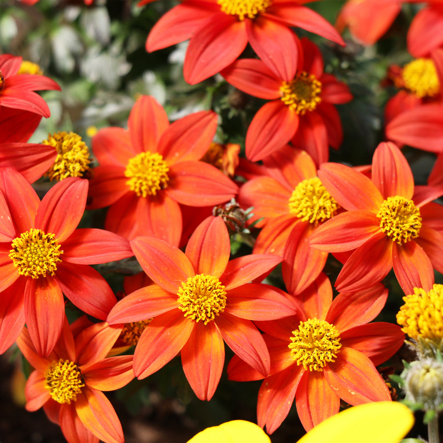 Bidens