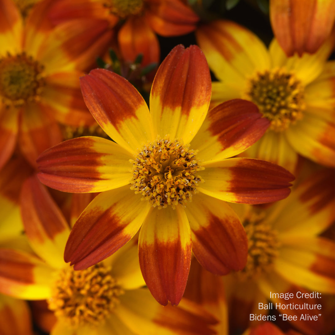 Bidens