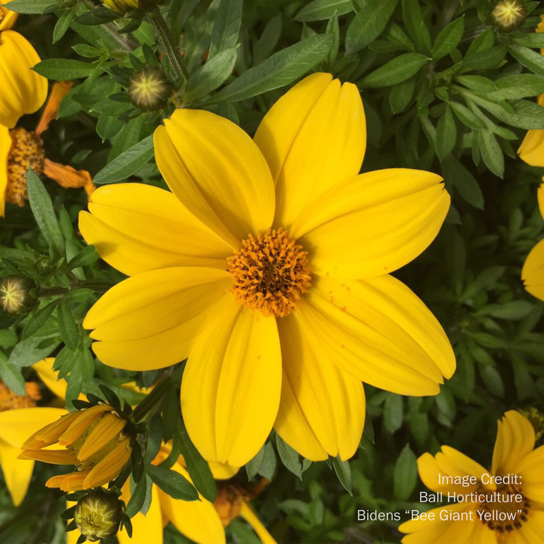 Bidens