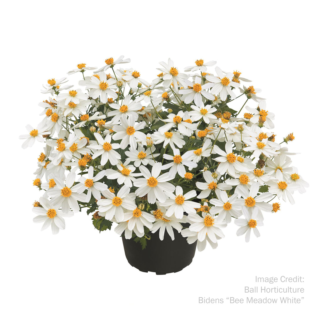 Bidens