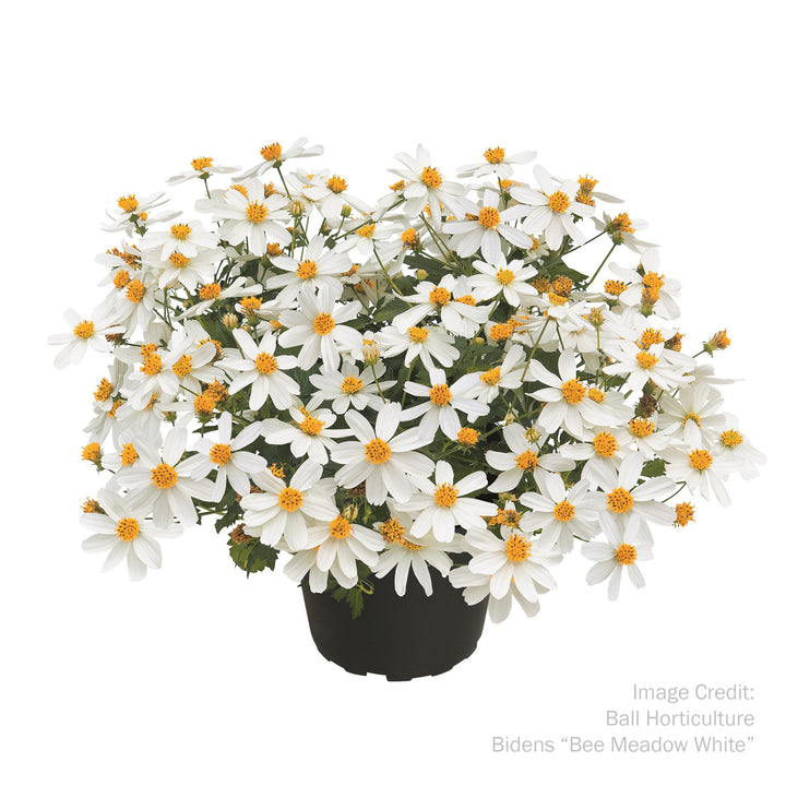 Bidens