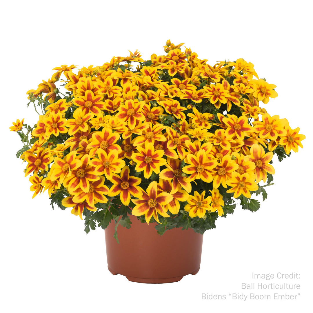 Bidens