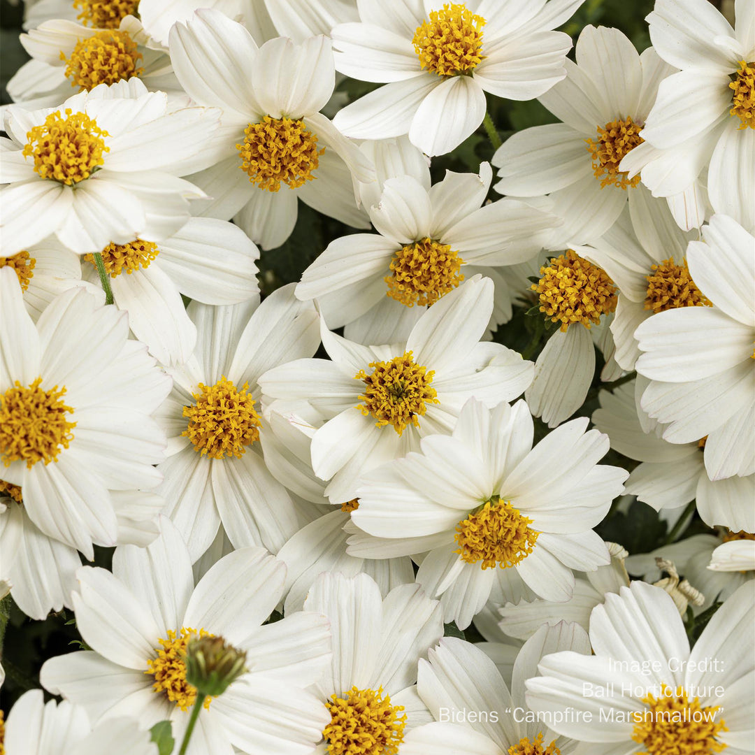 Bidens