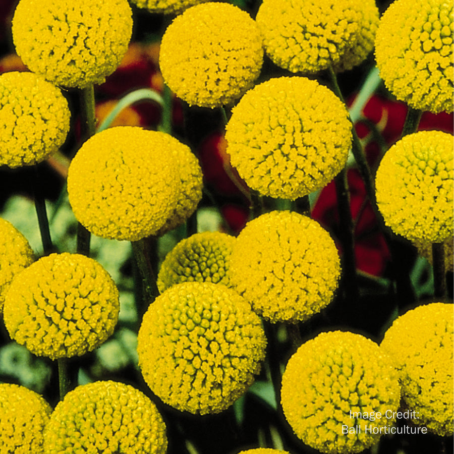 Billy Buttons