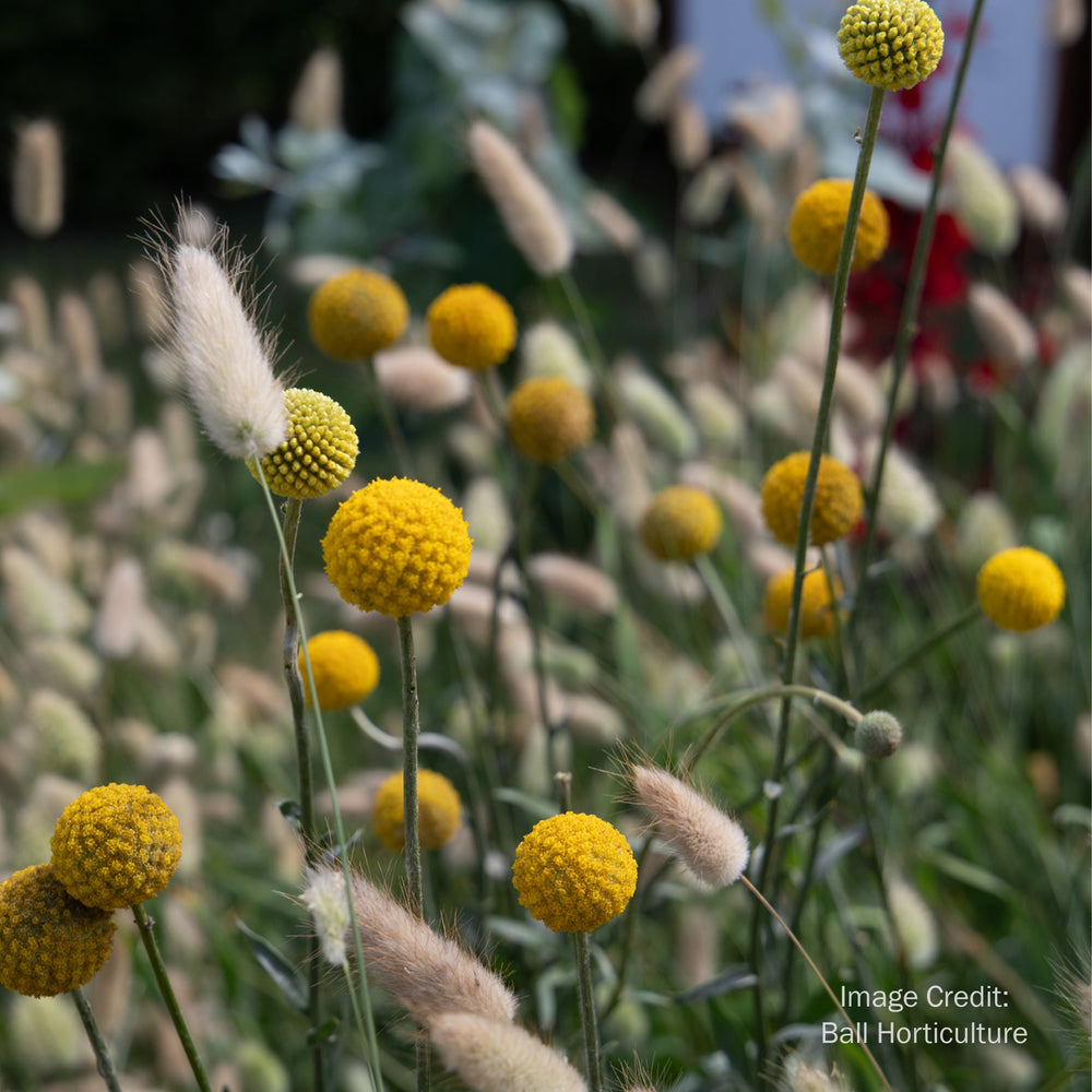 Billy Buttons