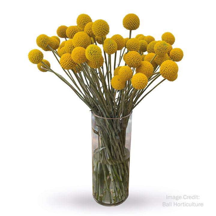 Billy Buttons