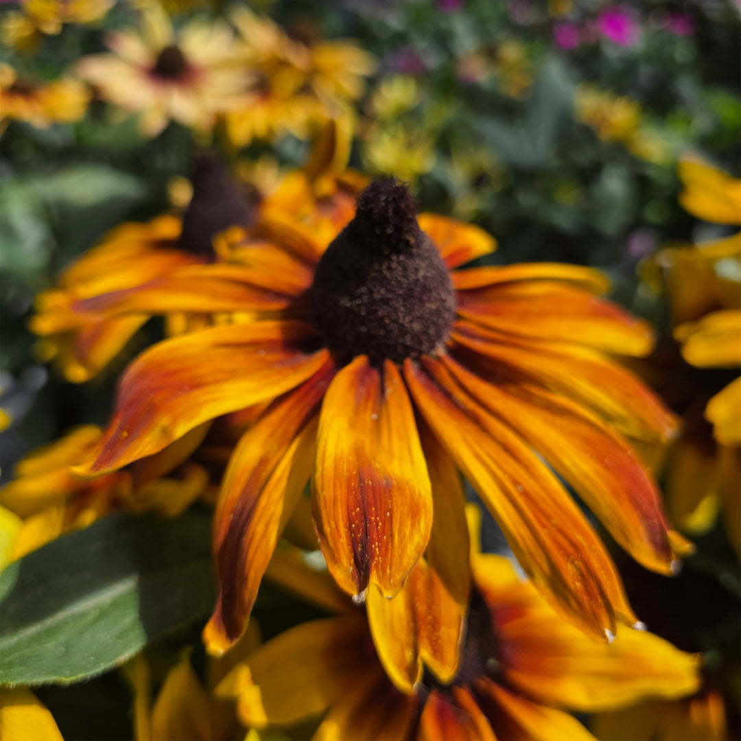 Black-eyed Susan