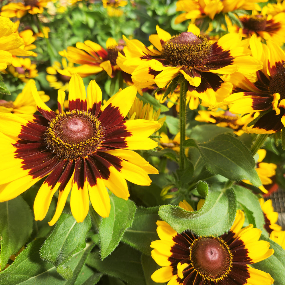 Black-eyed Susan