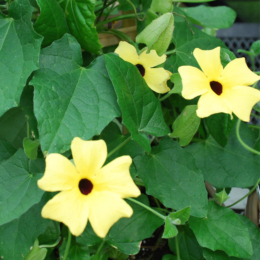 Black-eyed Susan Vine