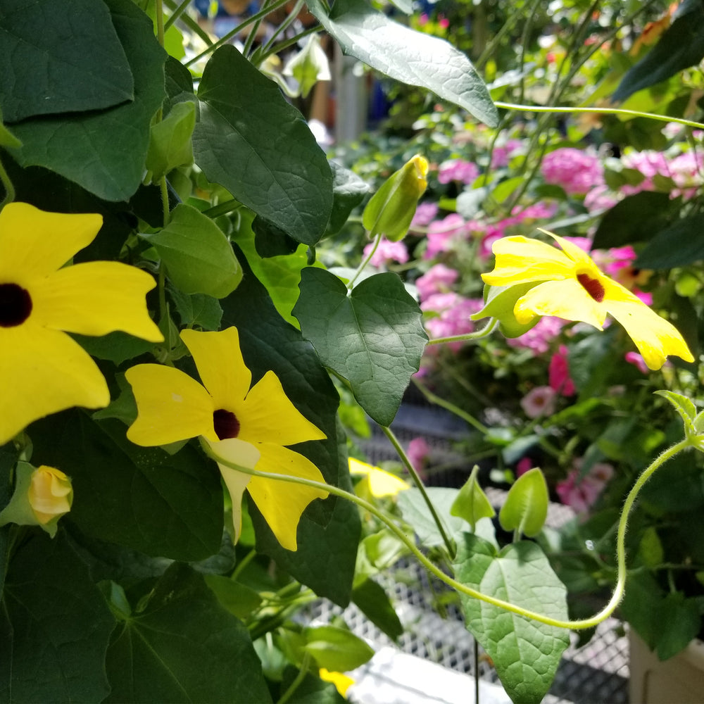 Black-eyed Susan Vine