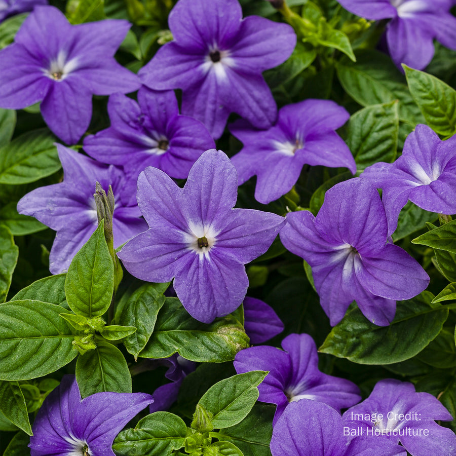 Bush Violet