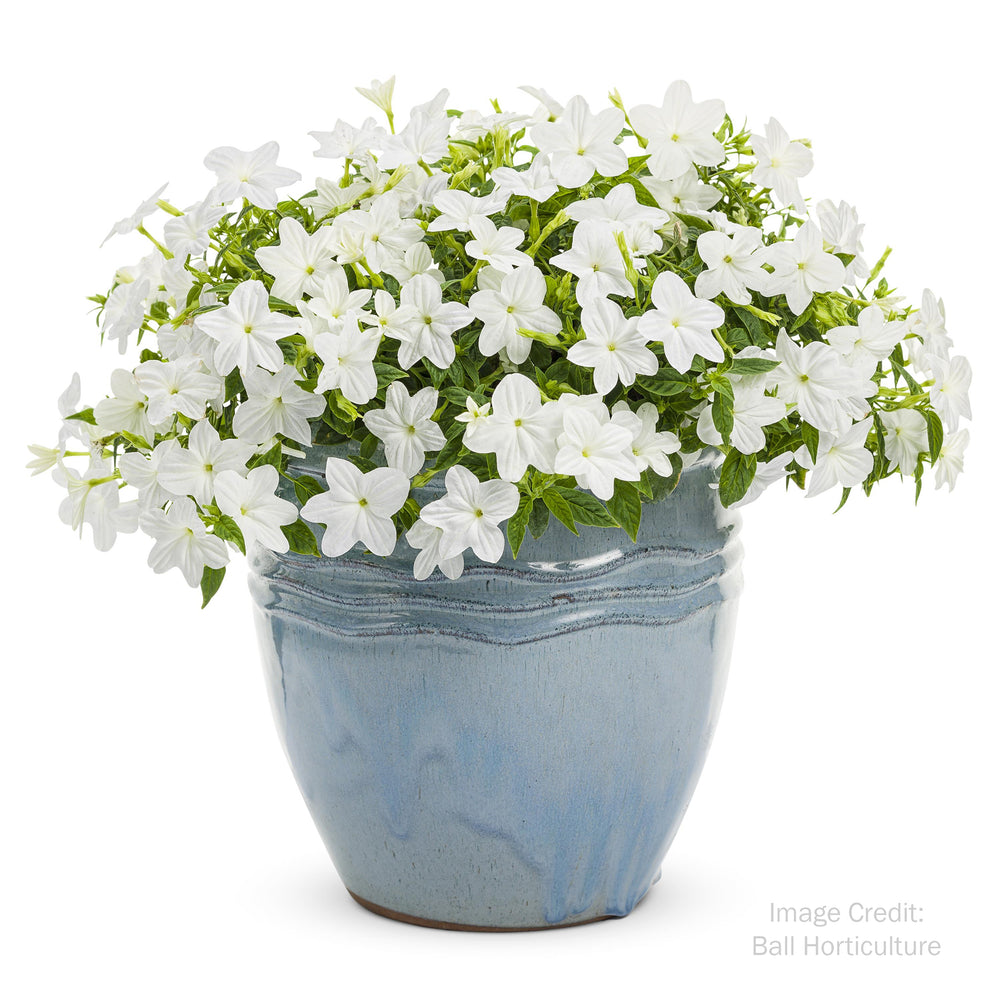 Bush Violet